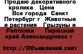Продаю декоративного кролика › Цена ­ 500 - Все города, Санкт-Петербург г. Животные и растения » Грызуны и Рептилии   . Пермский край,Александровск г.